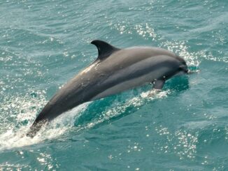 Dolfijnen Mallorca