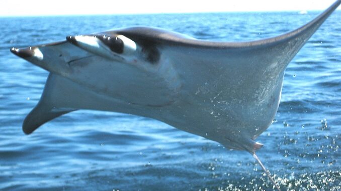 mobula Een duivelsrog springt uit het water met op de achtergrond een kalme zee en blauwe horizon.