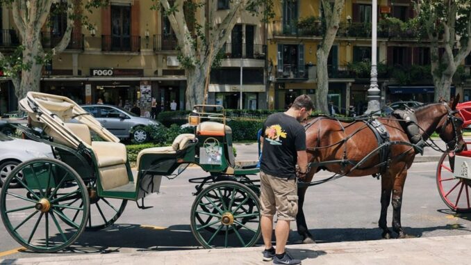 Paardenkoets met paard en koetsier in het centrum van Palma de Mallorca